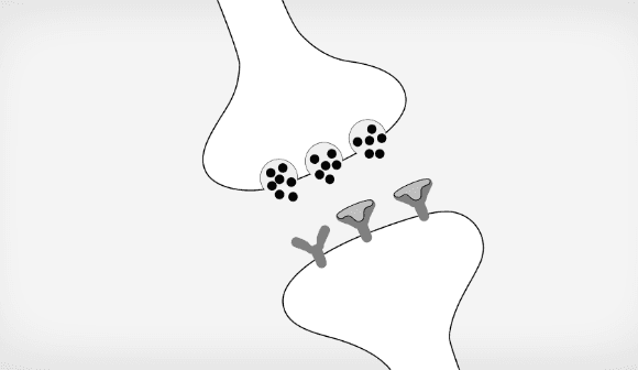 Neurobiology Sidebar
